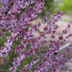 Salvia napifolia