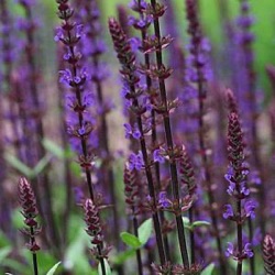 Salvia nemorosa 'Caradonna'