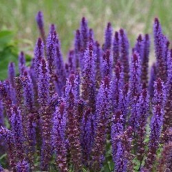 Salvia nemorosa 'Negrito'