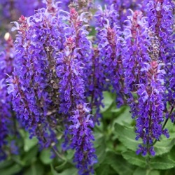 Salvia nemorosa 'Rianne' ®