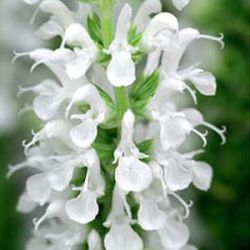 Salvia nemorosa 'Sensation White' ®