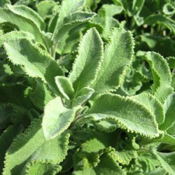 Salvia officinalis 'Crispa'