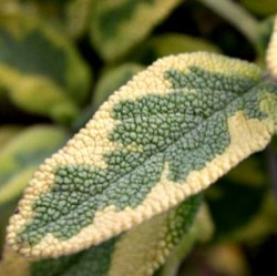 Salvia officinalis 'Icterina' ('Aurea')