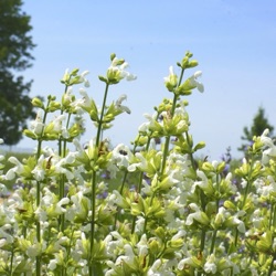 Salvia officinalis var. albiflora