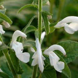 Salvia patens 'White Trophy' ('White Perfection')
