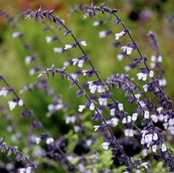 Salvia 'Phyllis Fancy'