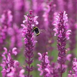 Salvia 'Pink Friesland' ®