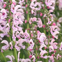 Salvia pratensis 'Eveline' ®