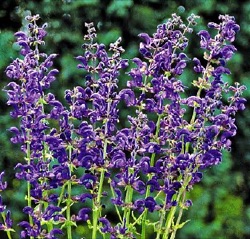 Salvia pratensis 'Twilight Serenade'