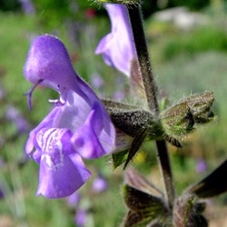 Salvia ringens