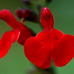 Salvia 'Royal Bumble'