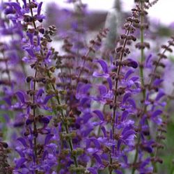 Salvia transsylvanica