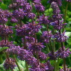 Salvia verticillata 'Purple Rain'