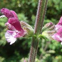 Salvia viscosa