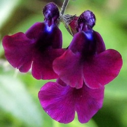 Salvia x jamensis 'Nachtvlinder'