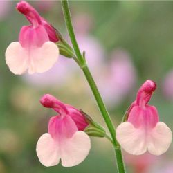 Salvia x jamensis 'Shell Dancer'
