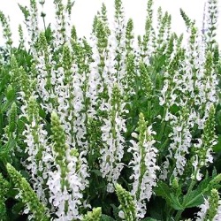 Salvia x sylvestris 'Adrian' ('Schneehügel')