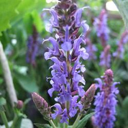 Salvia x sylvestris 'Blauhügel'