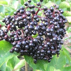 Sambucus nigra 'Korsør'