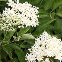 Sambucus nigra 'Riese aus Vossloch'