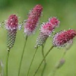 Sanguisorba officinalis 'Pink Tanna'