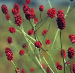 Sanguisorba officinalis