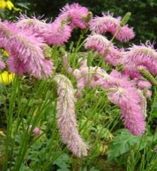 Sanguisorba 'Pink Brushes'