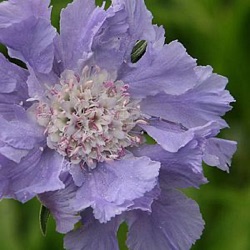 Scabiosa caucasica 'Clive Greaves'