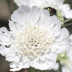 Scabiosa caucasica 'Perfecta Alba'