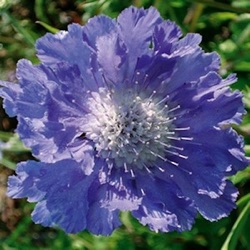 Scabiosa caucasica 'Perfecta'