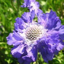 Scabiosa caucasica 'Stäfa'