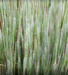 Schizachyrium scoparium 'Ha Ha Tonka' ®