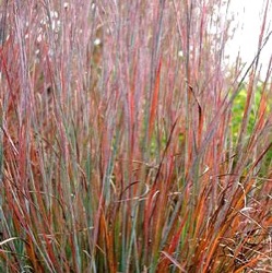 Schizachyrium scoparium 'Standing Ovation' ®