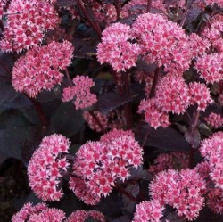 Sedum 'José Aubergine' ®