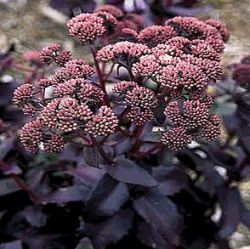 Sedum 'Postmans Pride' ®