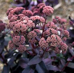 Sedum 'Purple Emperor'