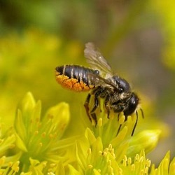 Sedum rupestre (S. reflexum)