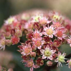 Sedum 'Stewed Rhubarb Mountain'