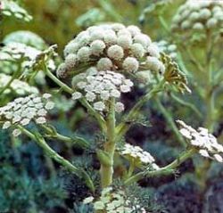Seseli gummiferum