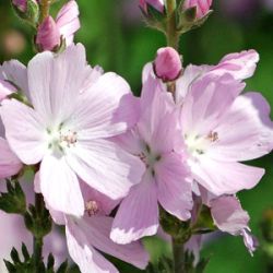 Sidalcea 'Elsie Heugh'