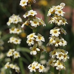 Sisyrinchium striatum