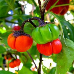 Solanum aethiopicum 'African N'Goyo'