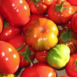 Solanum aethiopicum 'Turkish Orange'