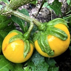 Solanum macrocarpon 'Sika'