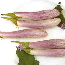 Solanum melongena 'Bride' ('Orient Charm' F1)