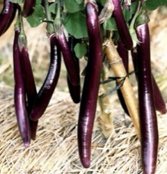 Solanum melongena 'Farmers Long' ('Lila Boulanger')