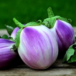 Solanum melongena 'Rotonda Bianca Sfumata di Rosa' 