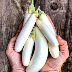 Solanum melongena 'White Knight' F1