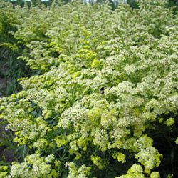 Solidago 'Super'