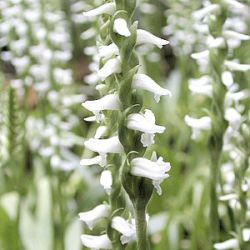 Spiranthes cernua f. odorata 'Chad's Ford' (S. spiralis)